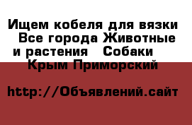 Ищем кобеля для вязки - Все города Животные и растения » Собаки   . Крым,Приморский